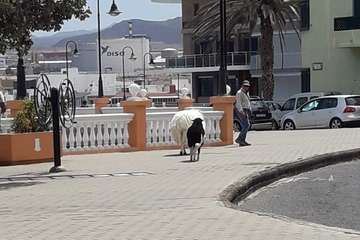 Trashumancia costera en Telde/TA.